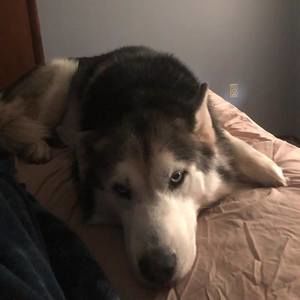 Meet your Posher, Joe